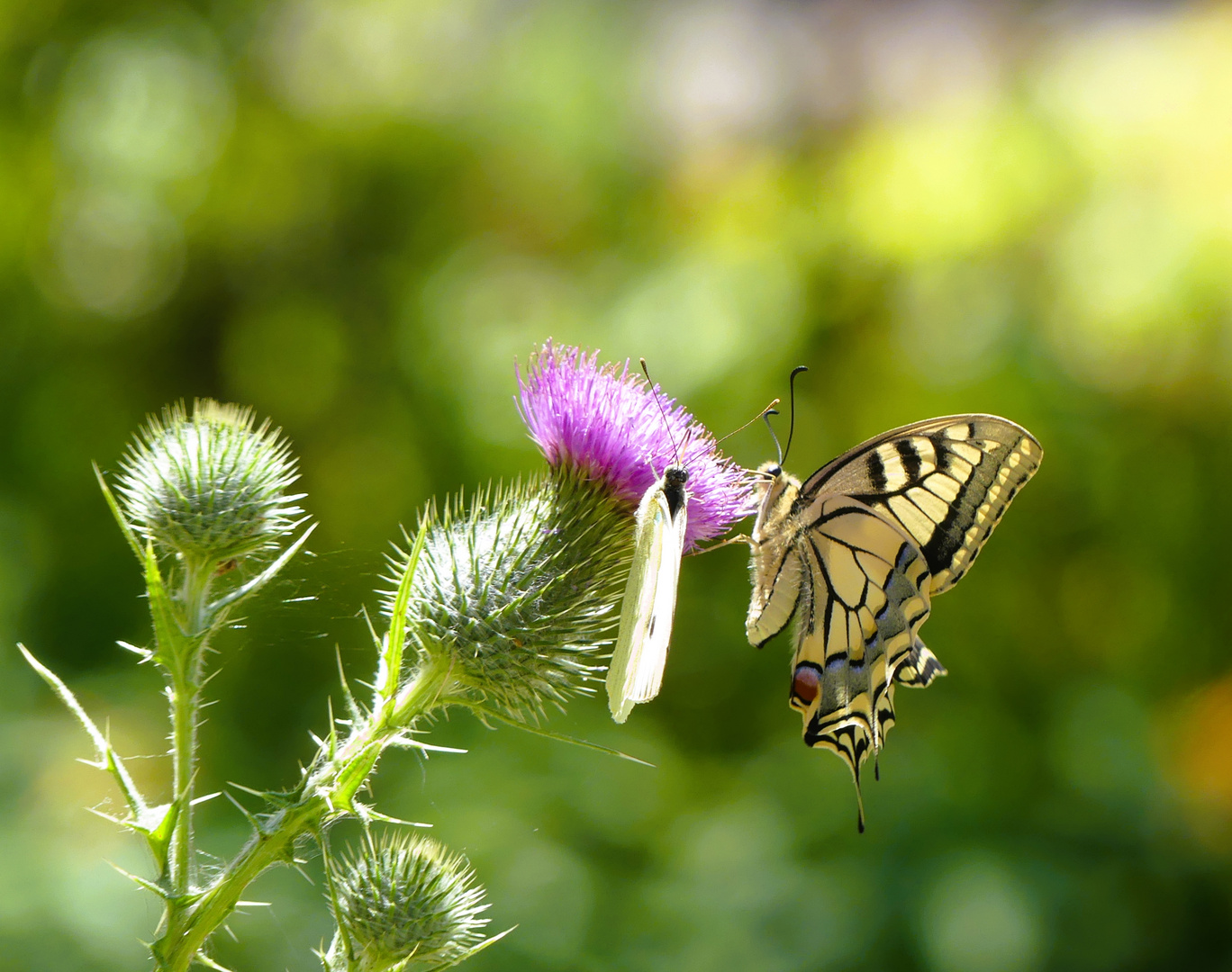 Hoher Besuch im sommerlichen Garten