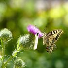 Hoher Besuch im sommerlichen Garten