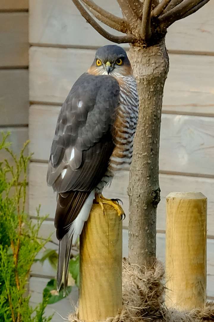 Hoher Besuch in meinem Garten