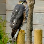 Hoher Besuch in meinem Garten