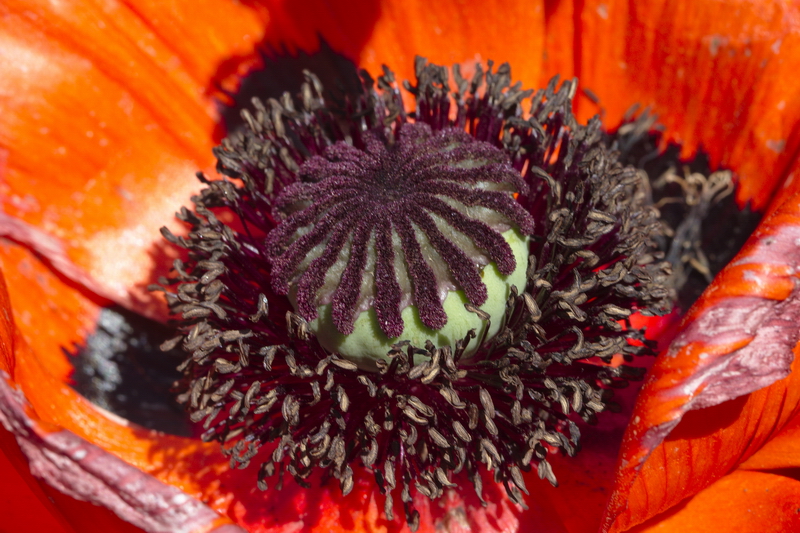 Hoher Mohn