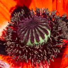 Hoher Mohn