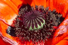 Hoher Mohn