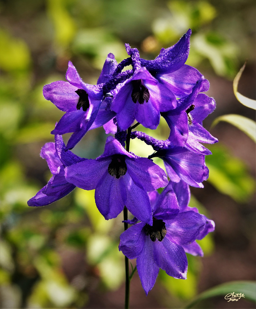 Hoher Rittersporn  Delphinium elatum