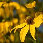 Hoher Sonnenhut (??), Rudbeckia nitida