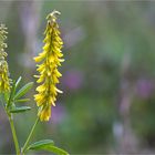 Hoher Steinklee (Melilotus altissimus)