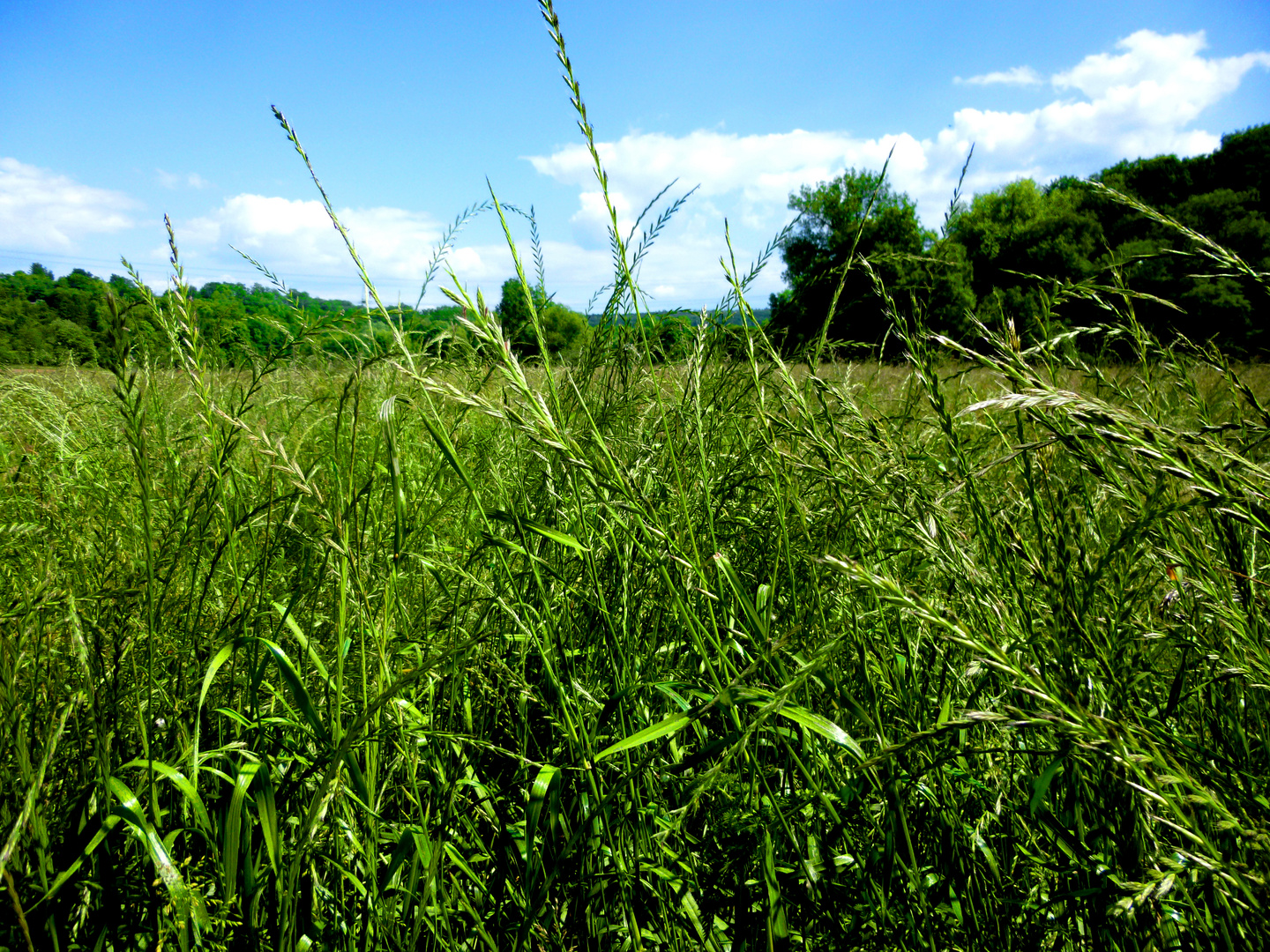 Hohes Gras Foto & Bild landschaft, lebensräume, natur Bilder auf
