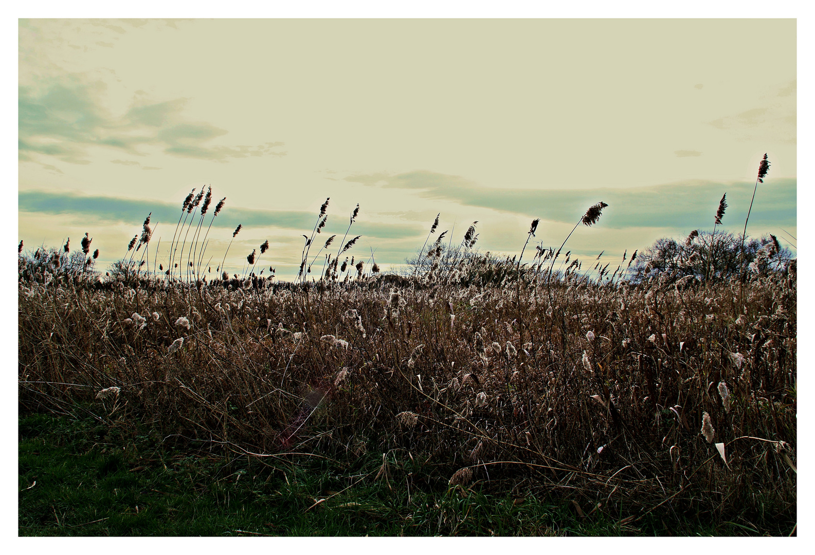 hohes Gras Foto & Bild pflanzen, pilze & flechten, gräser, natur