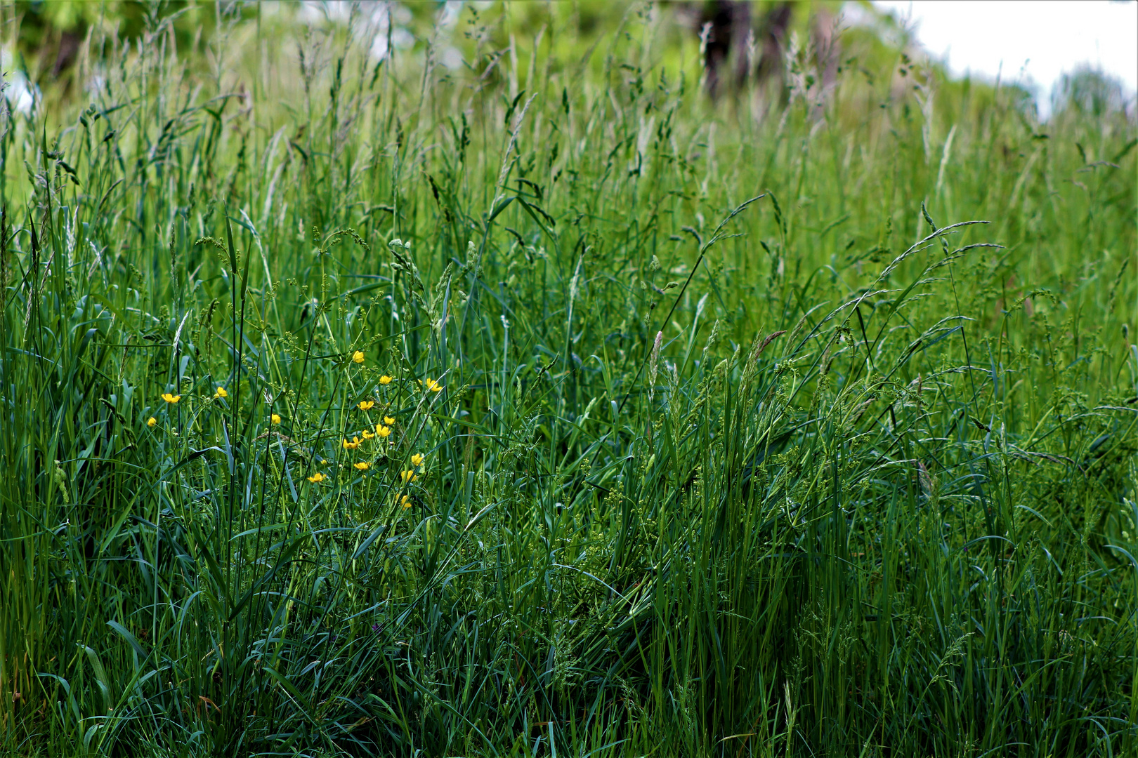 hohes Gras , das Zirpen von Grillen und 