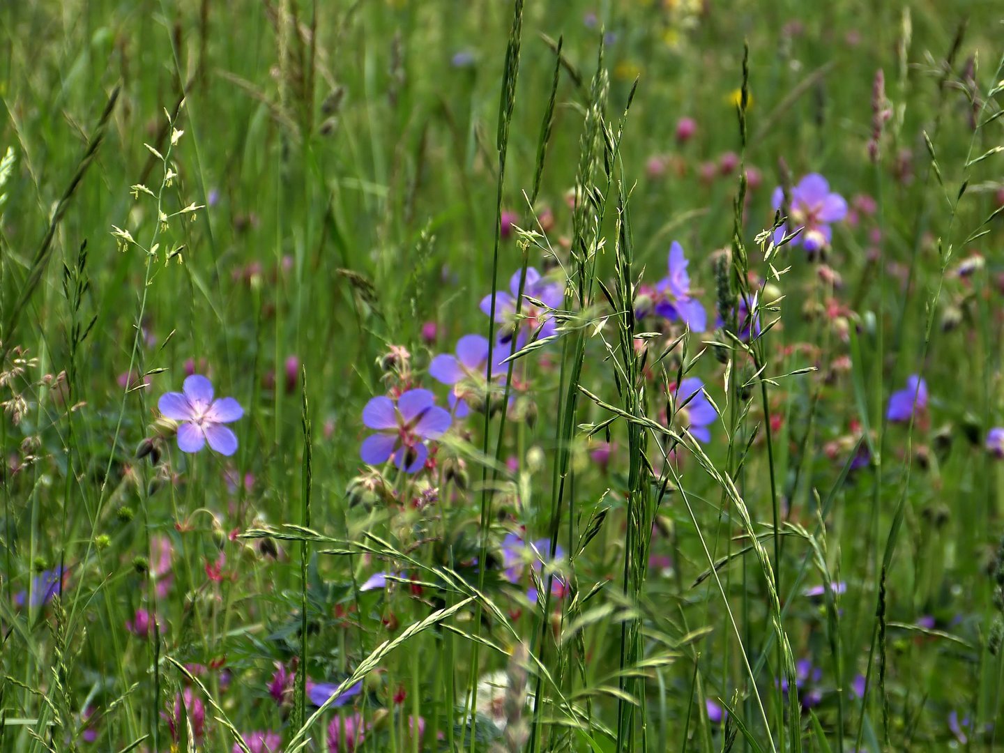 Hohes Gras und blaue Blümchen...