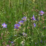 Hohes Gras und blaue Blümchen...