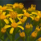 Hohes Greiskraut (Senecio doria)