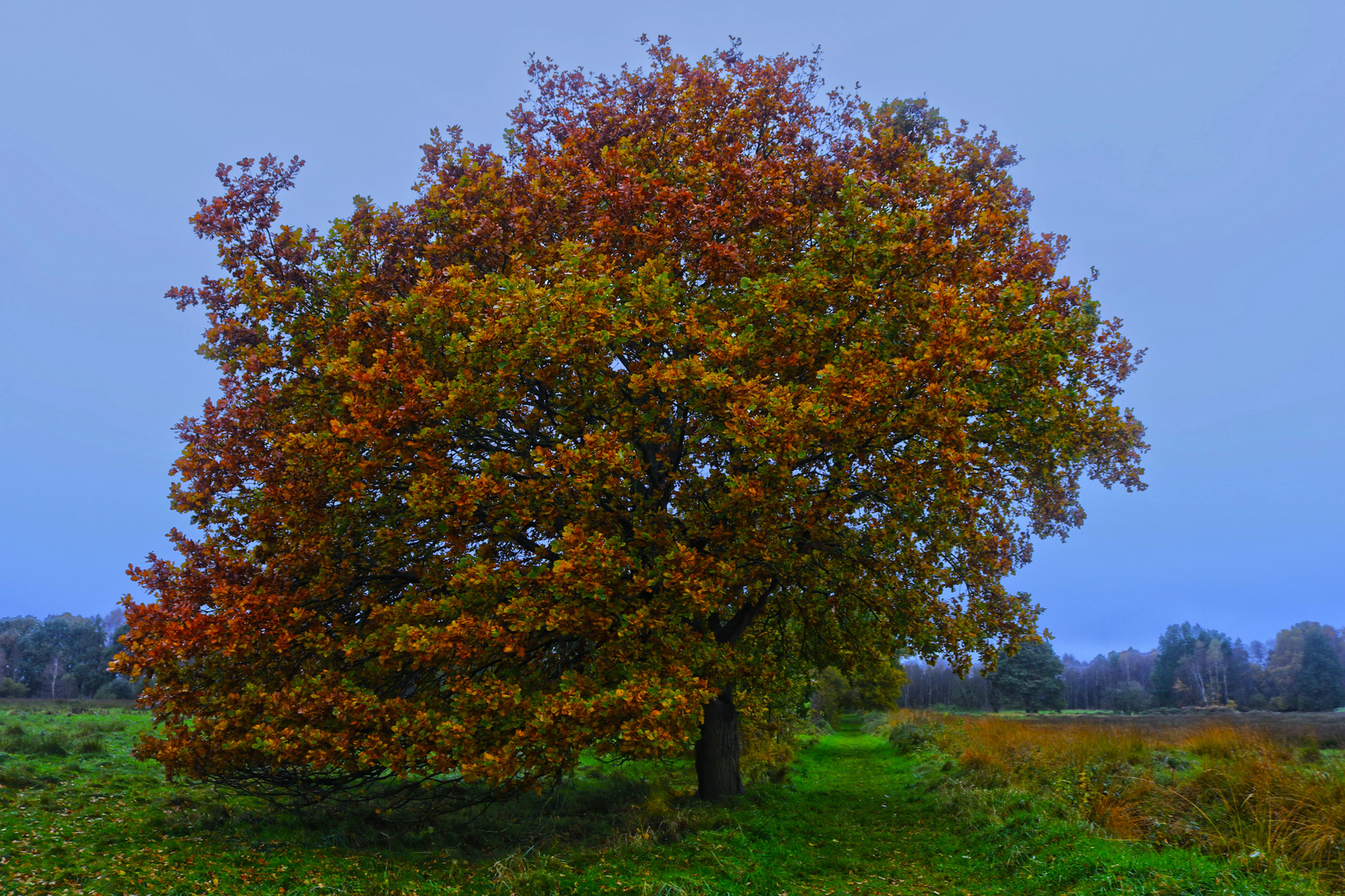 Hohes Moor - 09