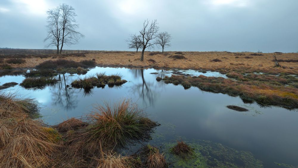 Hohes Venn