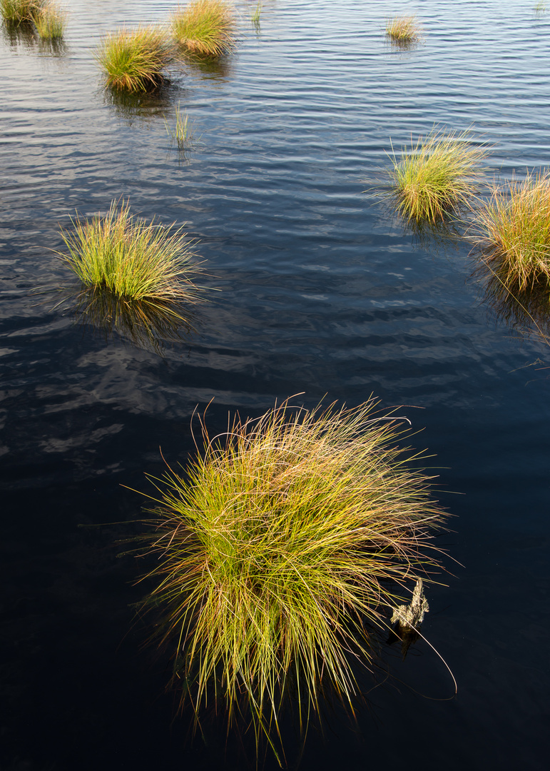 Hohes Venn 10/2013