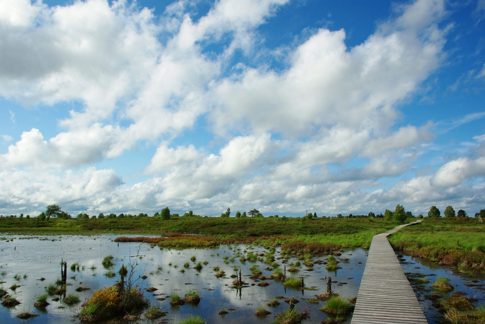 Hohes Venn 18.6.11