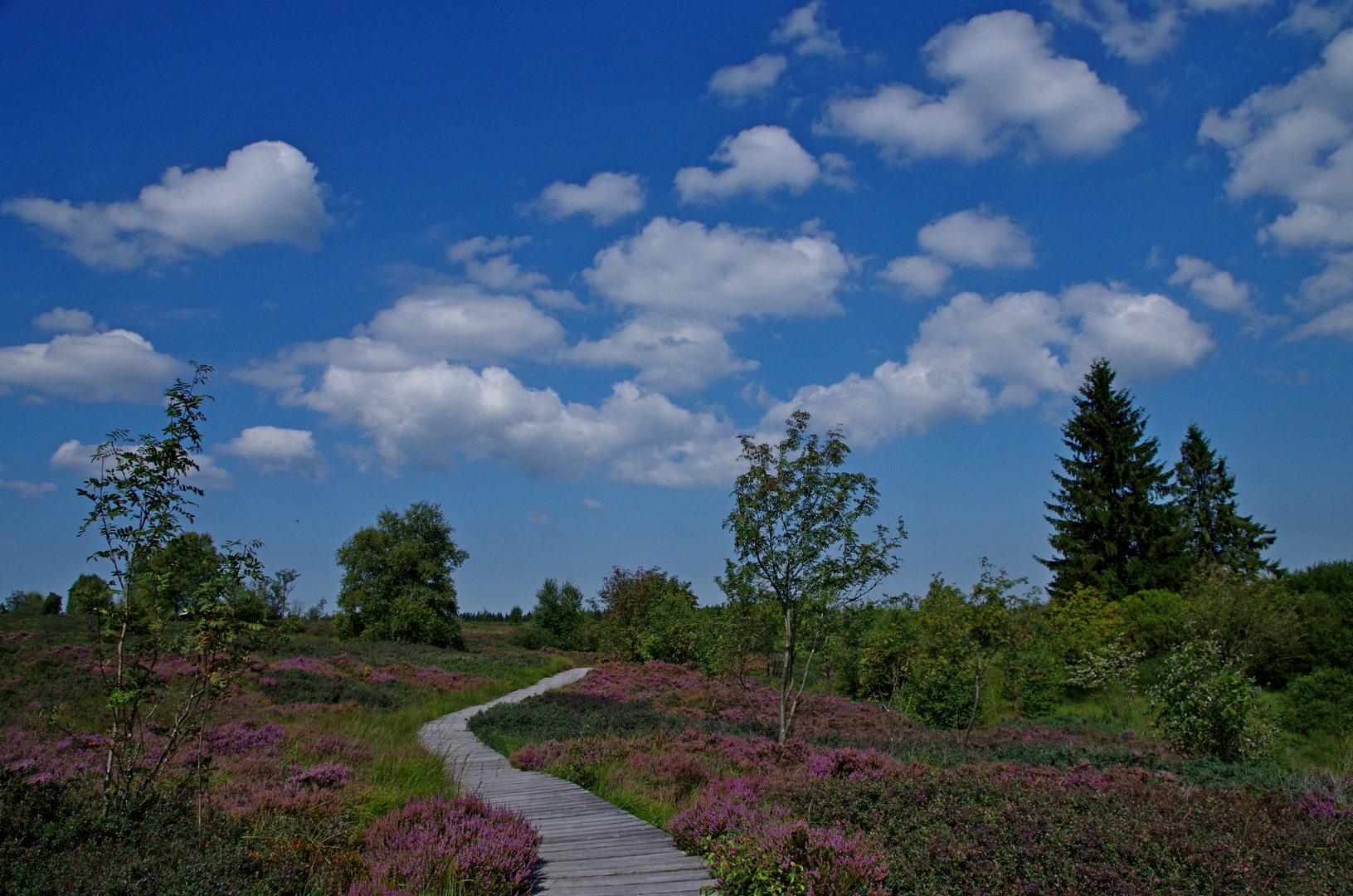 Hohes Venn 21.8.15