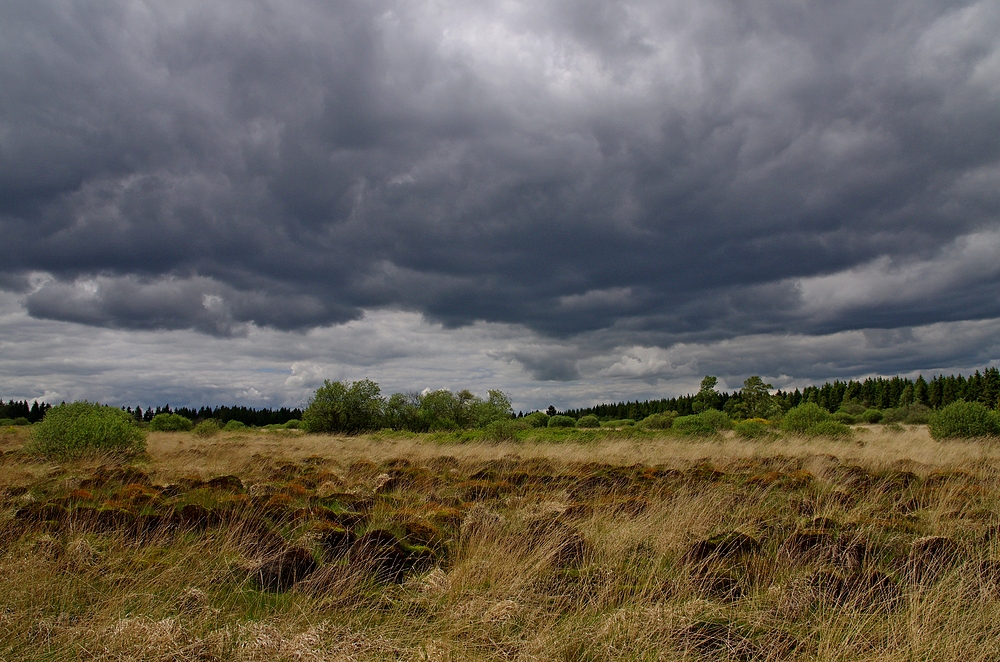 Hohes Venn 24.5.14