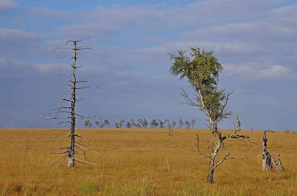 Hohes Venn 27.9.14