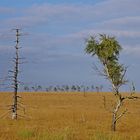 Hohes Venn 27.9.14