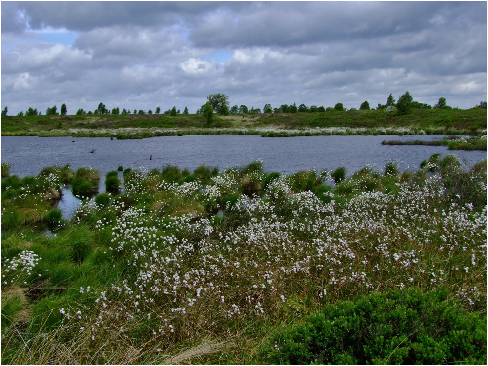 Hohes Venn