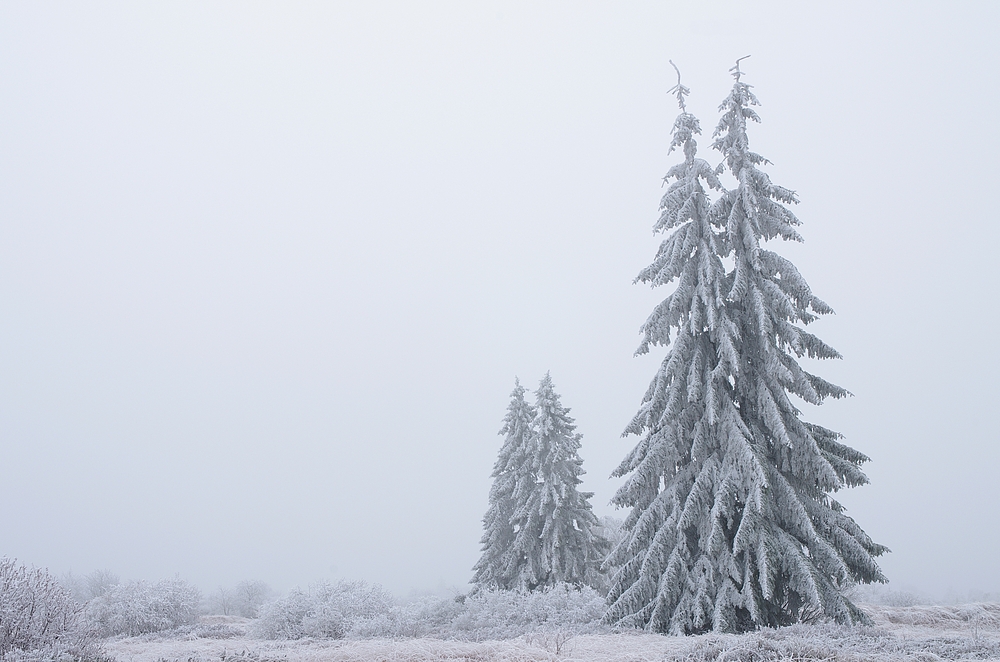 Hohes Venn, 4.12.14