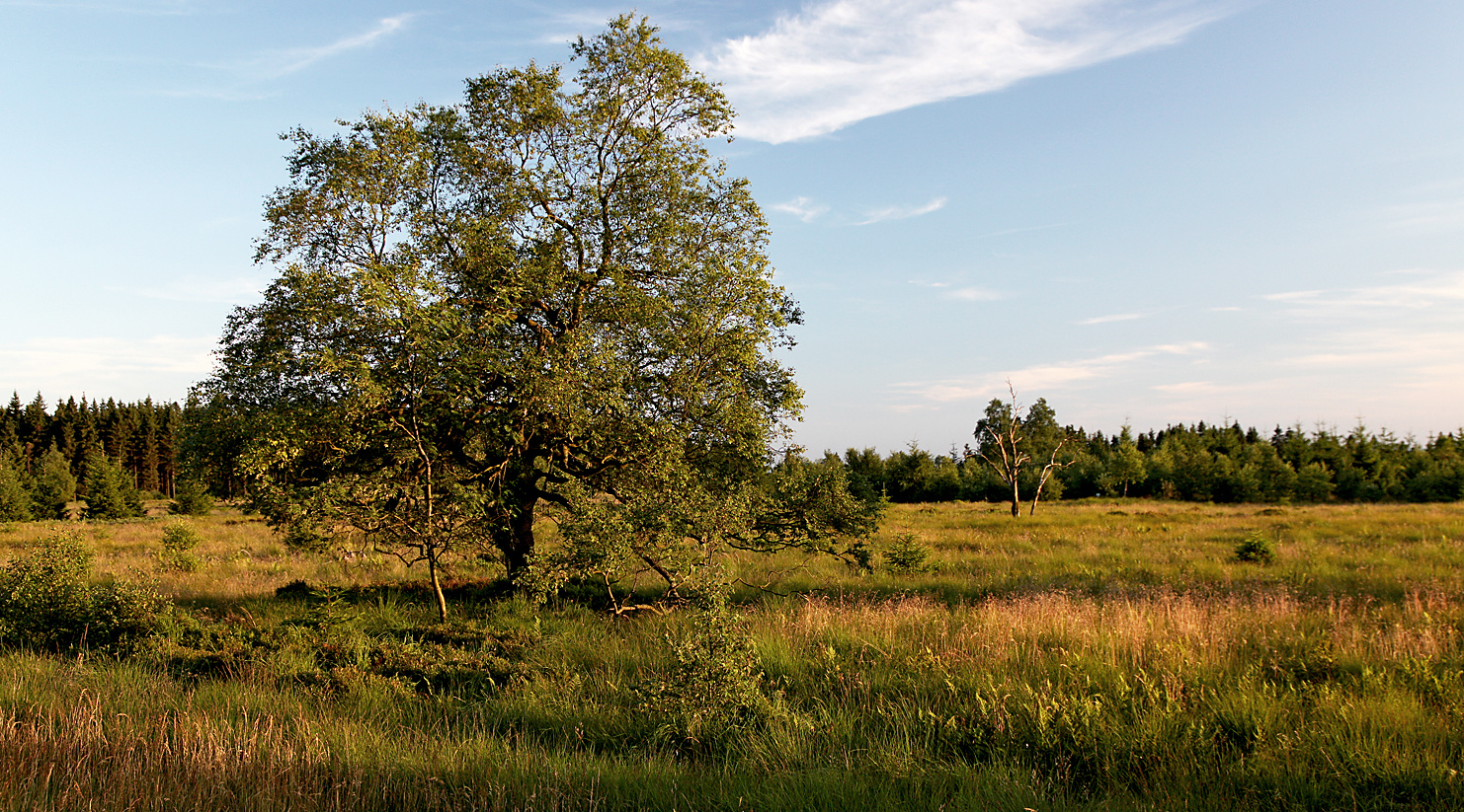 Hohes Venn.