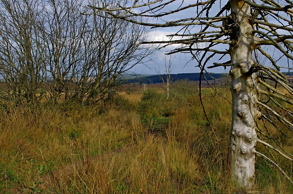 Hohes Venn am 27.9.14