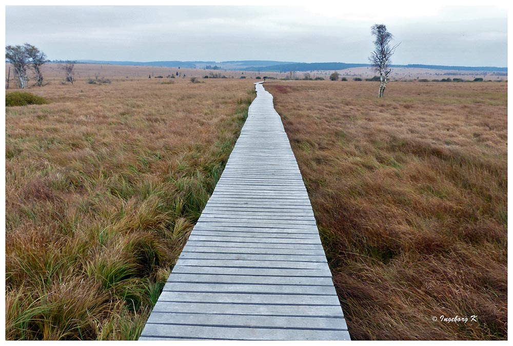 Hohes Venn - auf Stelzen stehender Weg durch die Moorlandschaft