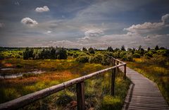 Hohes Venn Aufnahme bei Mützenich / Roetgen (Brackvenn)