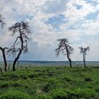 Hohes Venn bei "Noir Flohai"