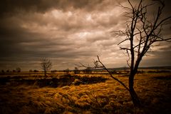 Hohes Venn, Belgien (2)