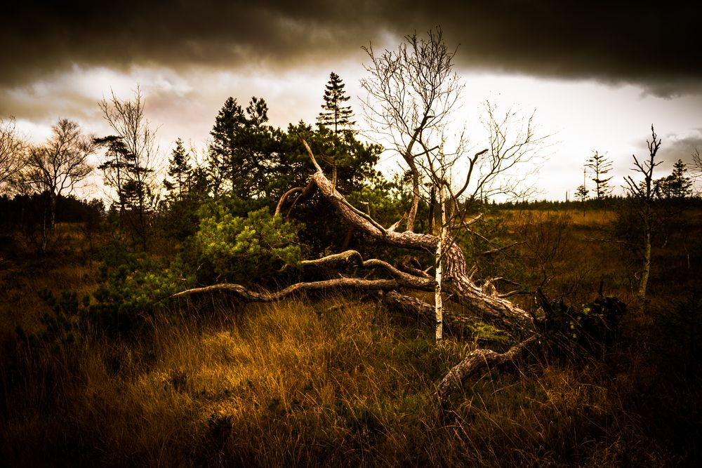 Hohes Venn, Belgien (4)