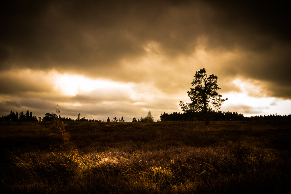 Hohes Venn, Belgien (6)