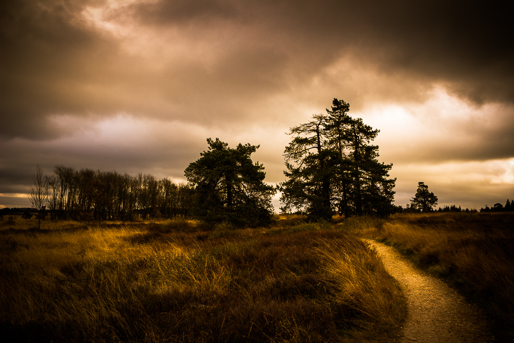 Hohes Venn, Belgien (7)