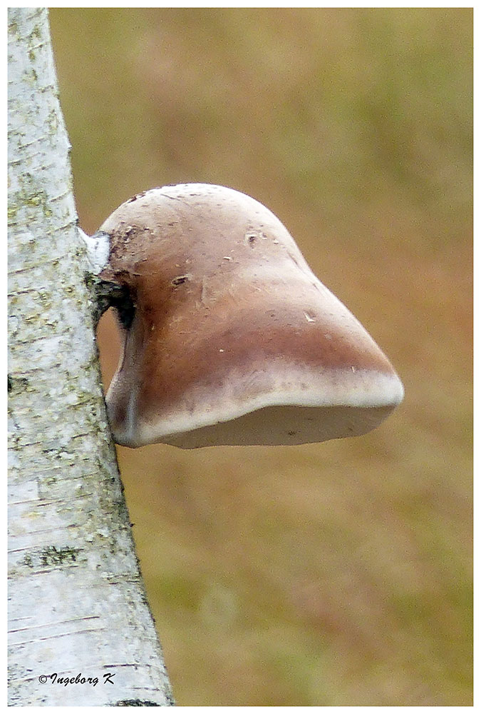 Hohes Venn - ein Pilz am Baum