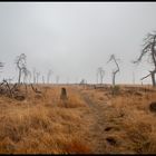 Hohes Venn - Geisterwald Noir Flohay im Nebel