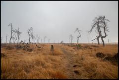 Hohes Venn - Geisterwald Noir Flohay im Nebel