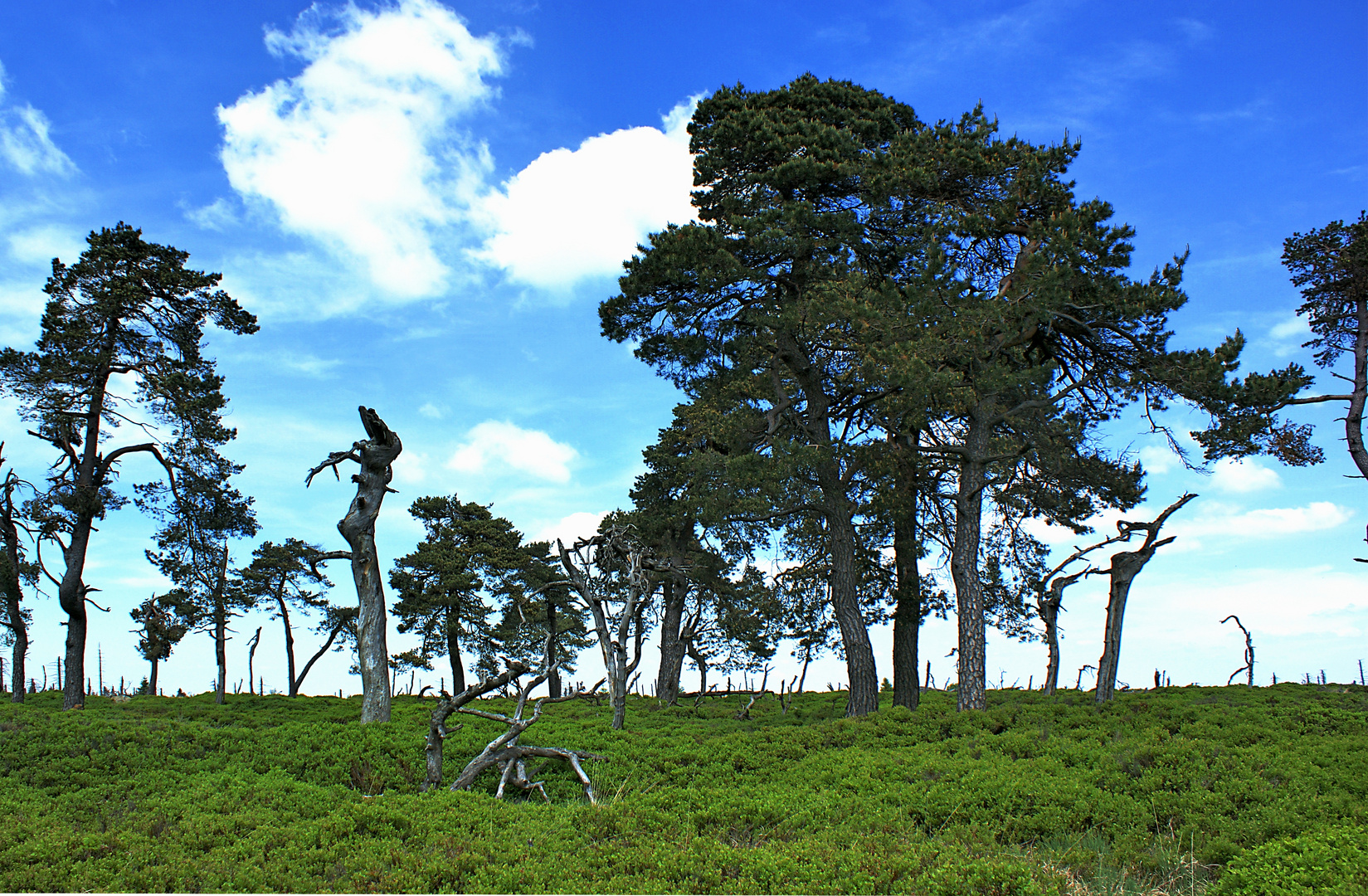 Hohes Venn - Hautes Fagnes