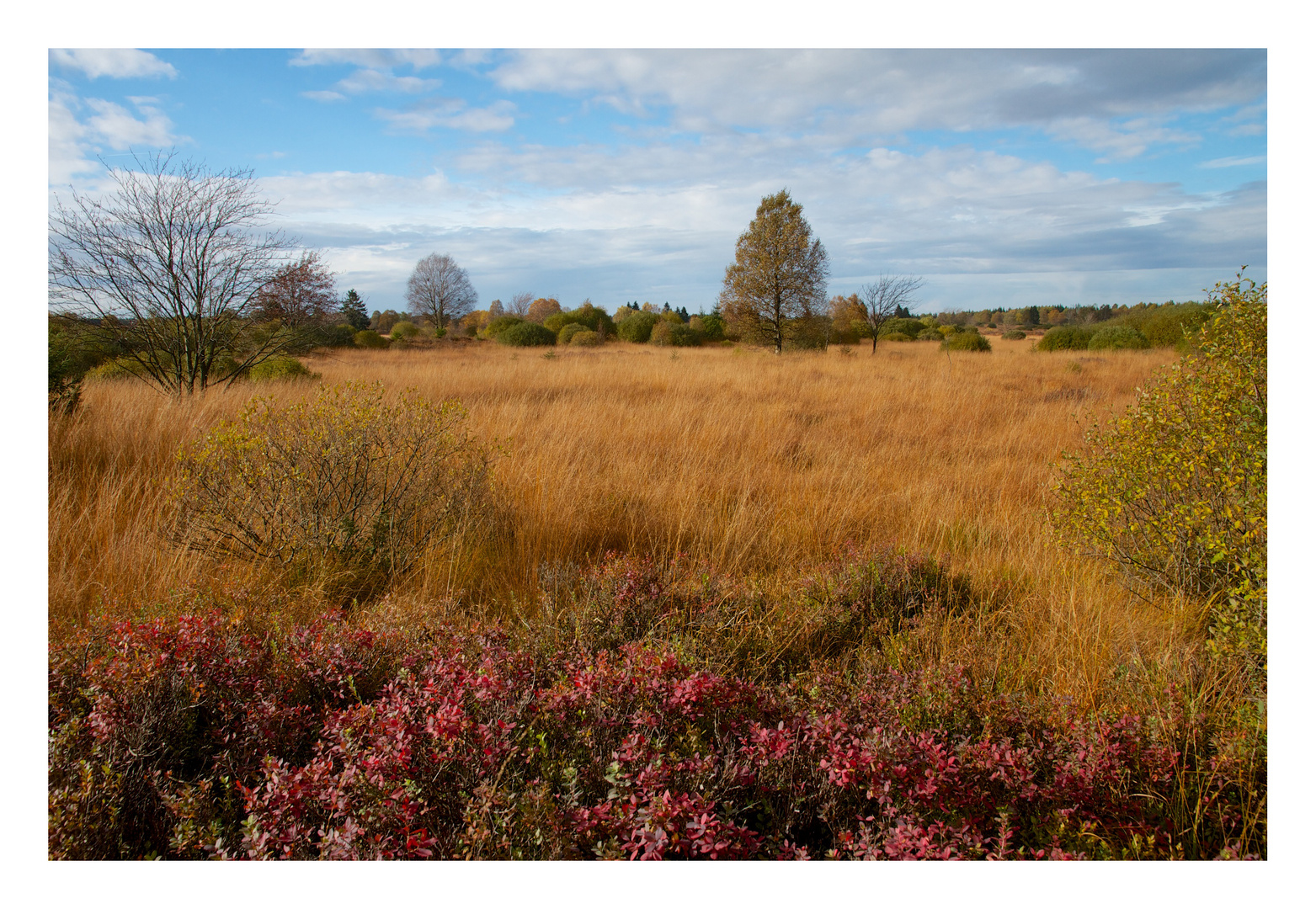 Hohes Venn im Herbst 2