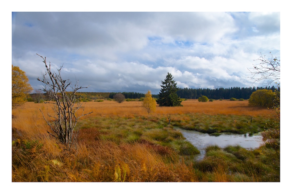 Hohes Venn im Herbst 3