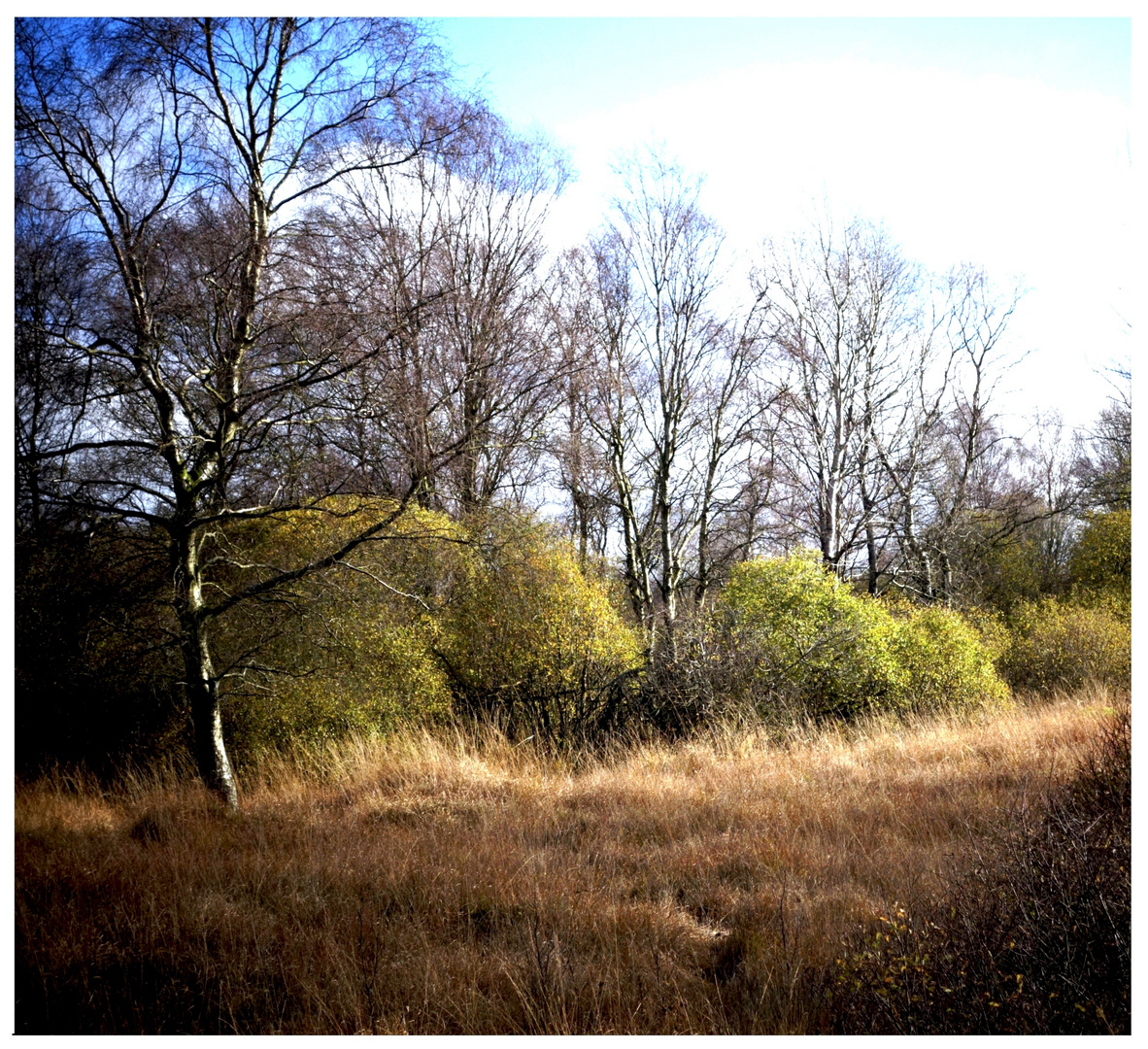 < Hohes Venn im Herbst >