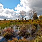 Hohes Venn im Herbst