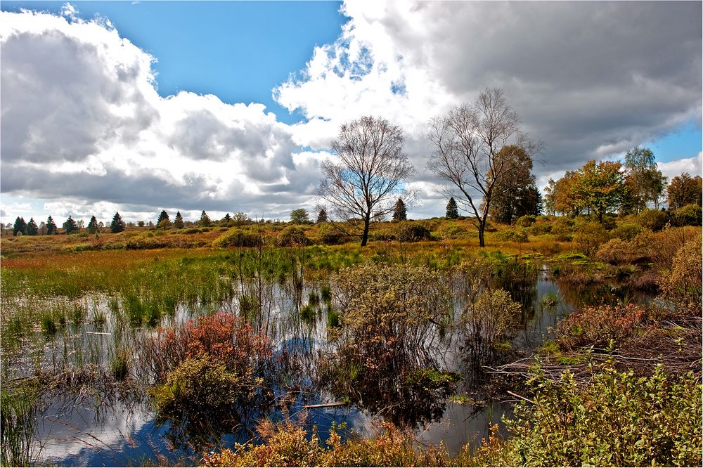 Hohes Venn im Herbst