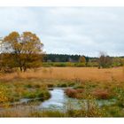 Hohes Venn im Herbst