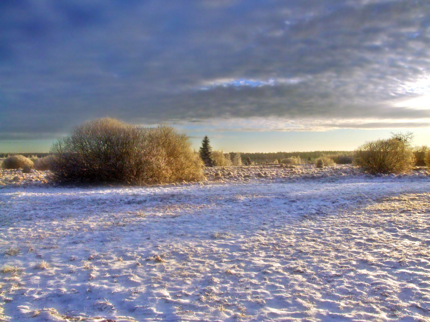 Hohes Venn im Januar 2009