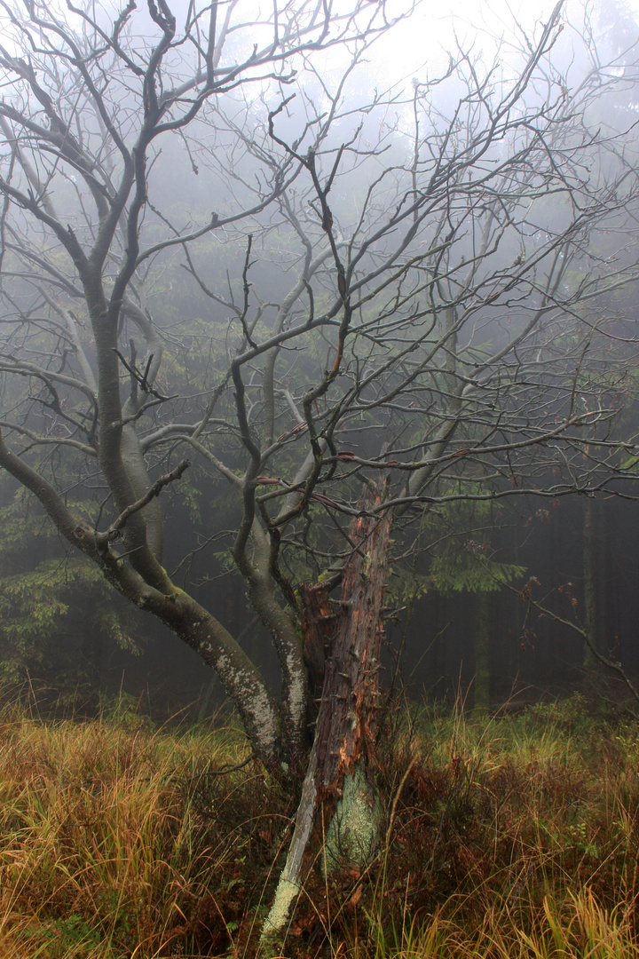 Hohes Venn im Nebel