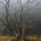 Hohes Venn im Nebel