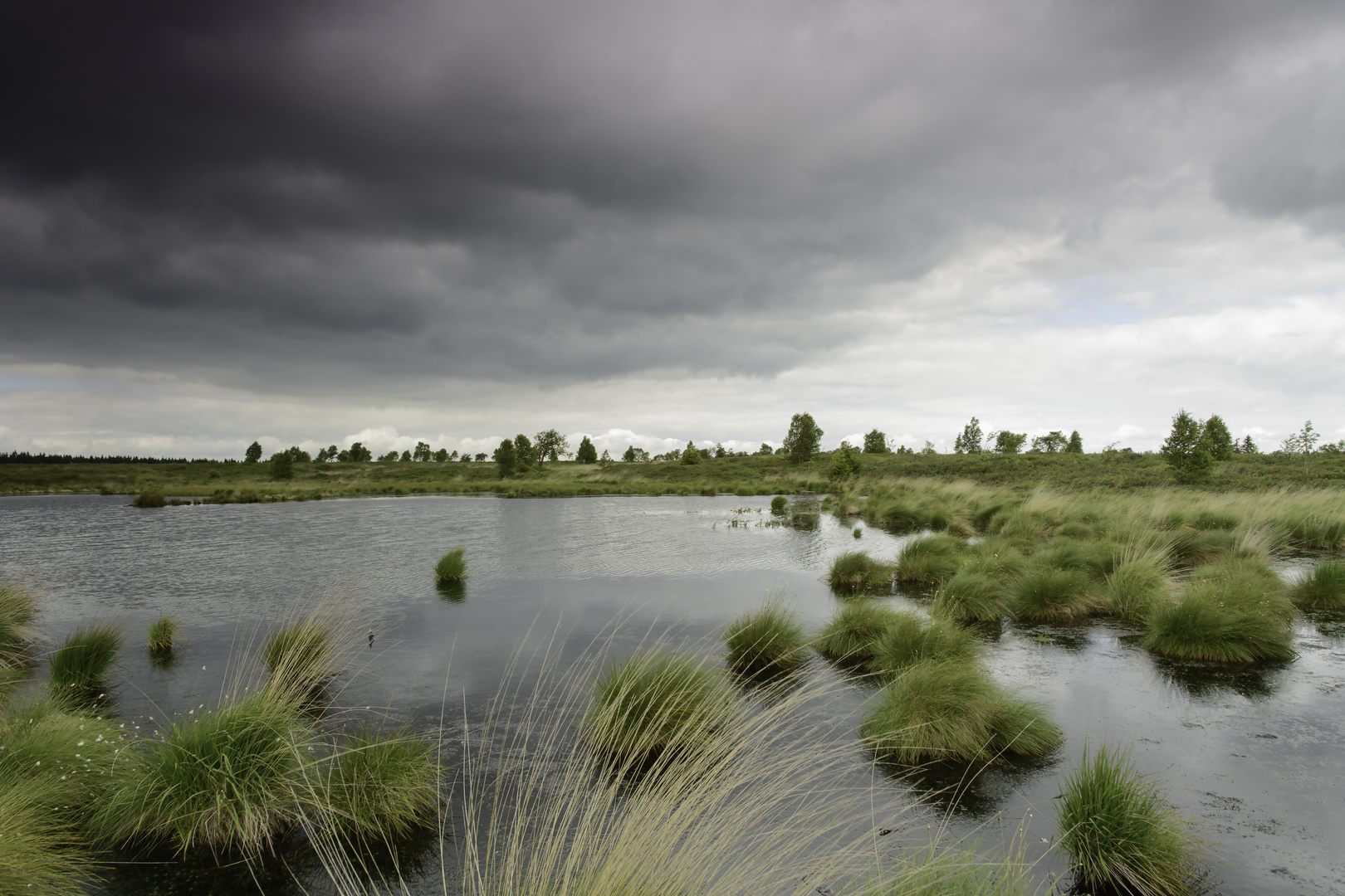 Hohes Venn Moor