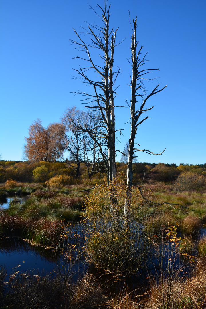 Hohes Venn - Moorlandschaft im Herbst